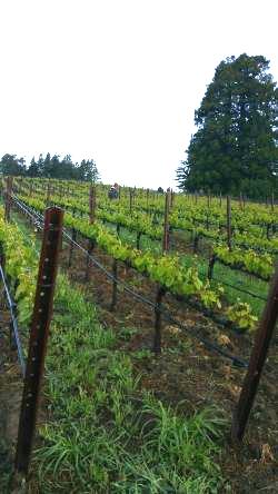 Vineyard Management Services 04