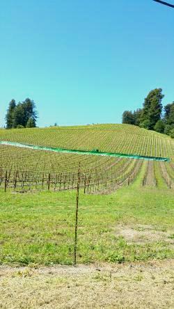 Vineyard Management Services 05