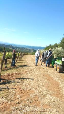 Vineyard Management Services 06