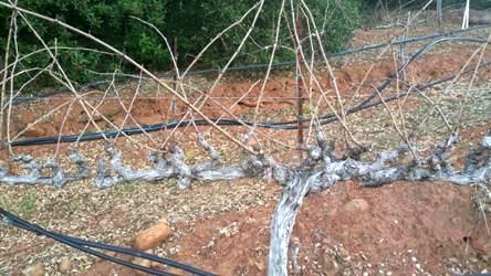 Vineyard Management Services 11
