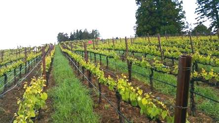 Vineyard Management Services 16